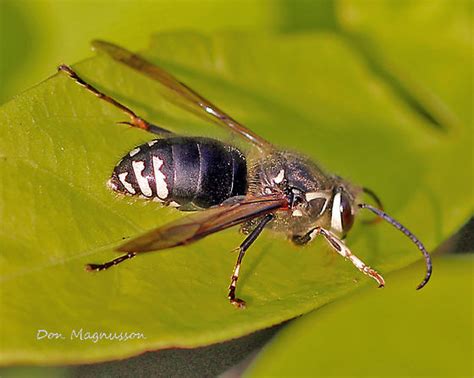 Bald Faced Hornet Dolichovespula Maculata Bugguidenet