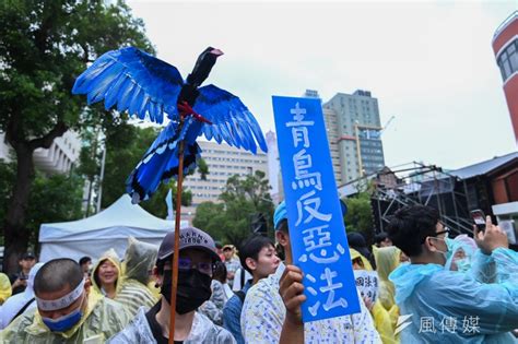 青鳥行動有美麗島既視感 楊照直言不舒服：執政者鼓動群眾批判反對派 風傳媒