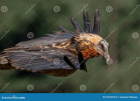 Adult Bearded Vulture Flying Close-up Stock Photo - Image of grass ...