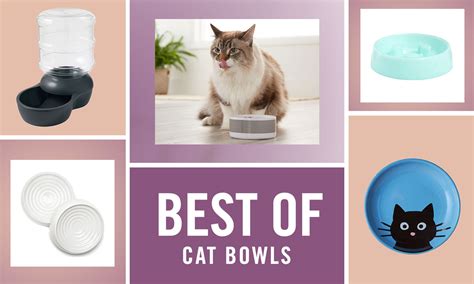 The Best Cat Bowls (Tried and Tested) | BeChewy