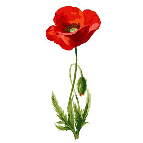 Poppy Flower Watercolor Clipart Free Stock Photo Public Domain Pictures