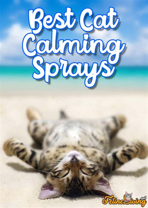 6 Best Cat Calming Spray In January 2025: A Buyer’s Guide And Review