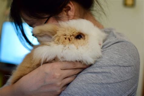 Tout savoir sur le lapin Angora - Le meilleur pour mon Lapin