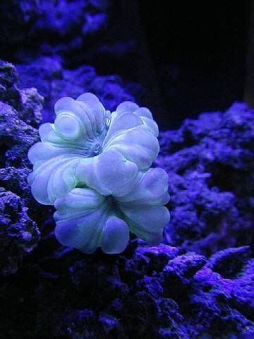 Here Are 12 Easy Saltwater Aquarium Reef Corals for Beginners | Under ...