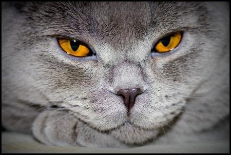 Amber eyes! | Cats, Crazy cats, Chartreux cat