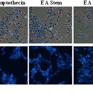 Morphological Changes Of Mcf Cells After Treatment Cells Were