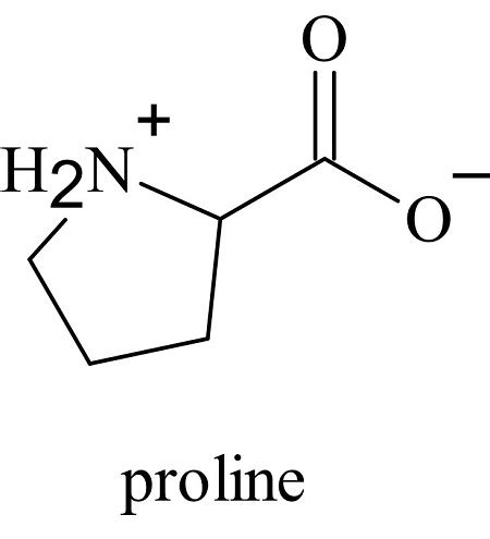 Proline Structure Amino Acid