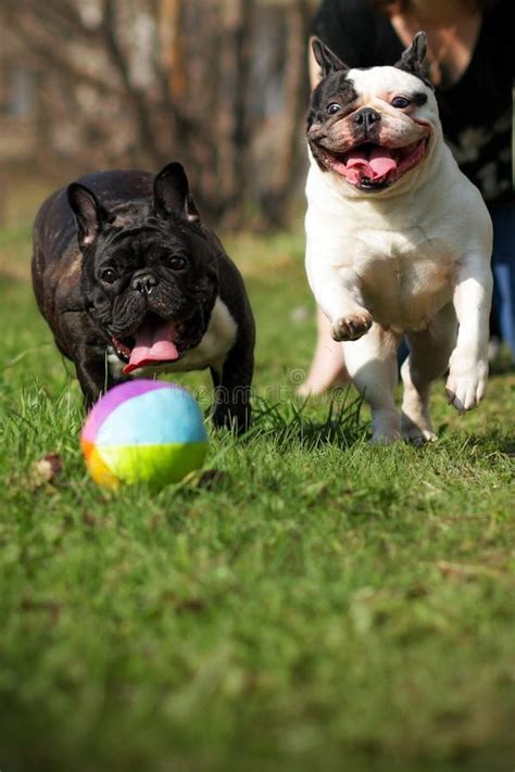 Two Happy Dogs French Bulldogs Playing Ball Stock Photo Image Of