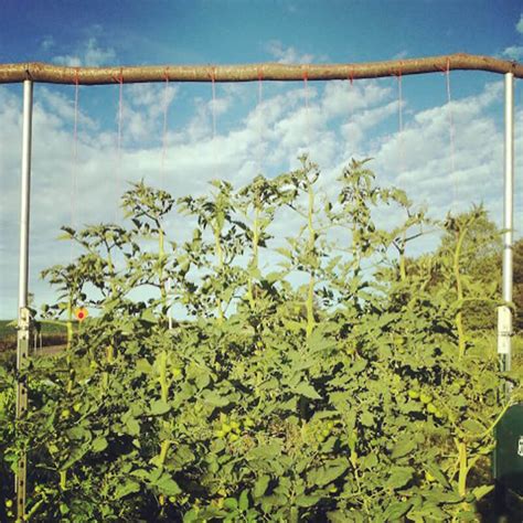 5 Variations On A String Trellis For Tomatoes Bonnie Plants