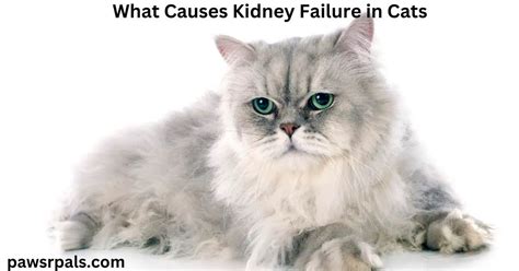 What Causes Kidney Failure in Cats? - Paws R Pals