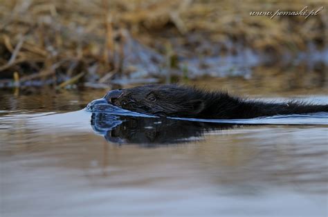 Galeria Ssaki Mammals B Br Europejski European Beaver Castor