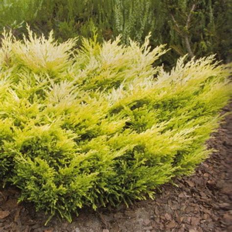 Juniperus Horizontalis Lime Glow” Polegla Kleka Lime Glow