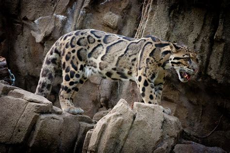 Clouded Leopard Climbing on Rocky Ledge | Clouded leopard, Wild cats ...