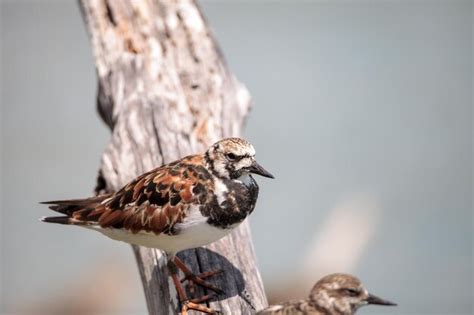 Premium Photo Nesting Ruddy Turnstone Wading Bird Arenaria Interpres