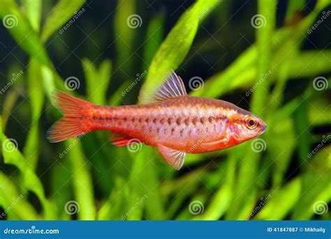 Cherry Barb Puntius Titteya Aquarium Fishes Royalty Free Stock Image