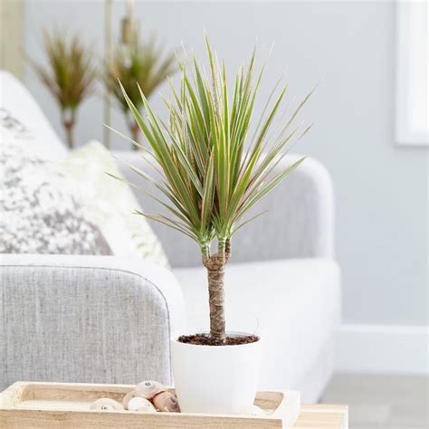 Buy Dragon Tree Dracaena Marginata Bicolor Delivery By Waitrose Garden