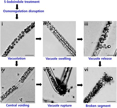 Assessments Of Iodoindoles And Abamectin As Inducers Of Methuosis In