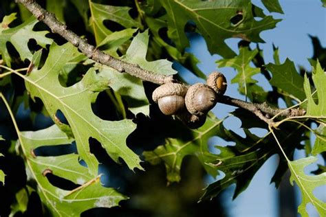 Shumard Oak Quercus Shumardii Tom Kimmerer