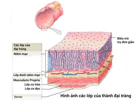 Tìm Hiểu đại Tràng Là Gì Và Các Bệnh đại Tràng Thường Gặp