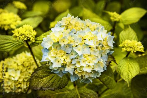 Flor De Hortensia Hydrangea Macrophylla De Color Amarillo Y Azul Con