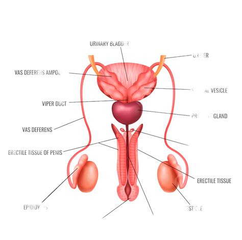 Male Reproductive System Anatomy