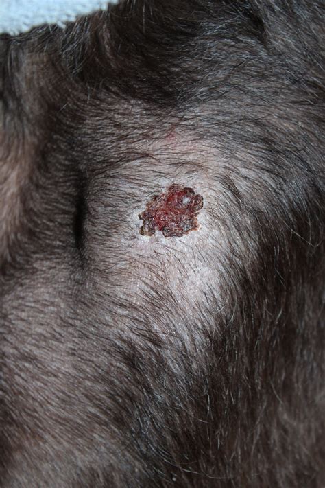 Black Crusty Scabs On Dogs Skin