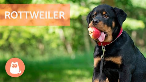 Aprender Sobre Imagem Tudo Sobre A Ra A Rottweiler Br