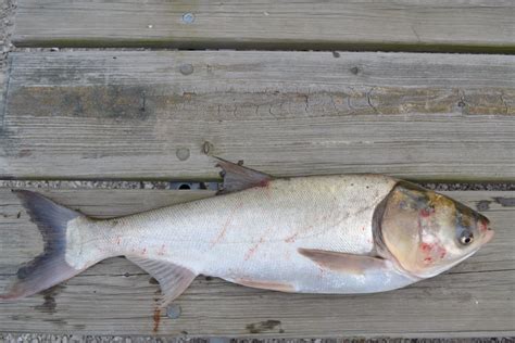 Silver Carp Asian Carp Canada