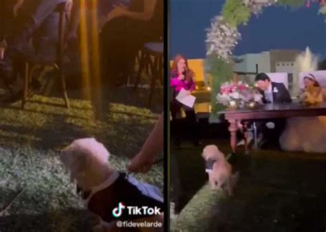 Video Perrito Galán Sacude Corazones Al Ser Testigo En Boda Civil Tn8tv