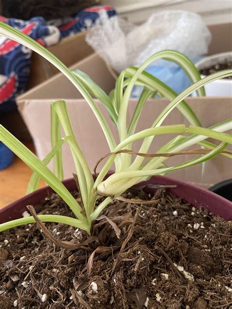 Spider plant propagation question : r/houseplants