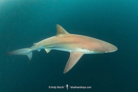 August Elasmobranch Of The Month Copper Shark