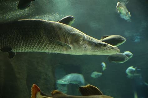 Fish Under Water Arapaima Fish Pirarucu Arapaima Gigas One Largest