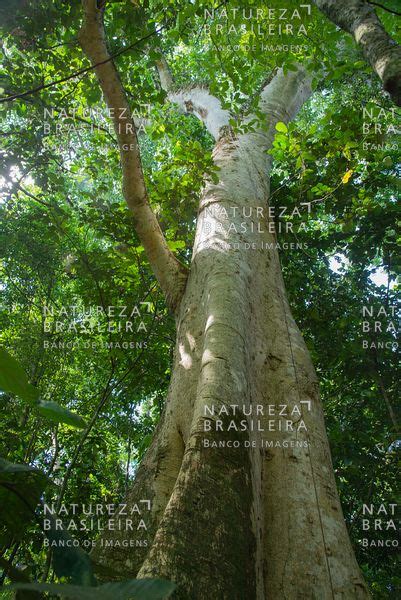 Natureza Brasileira Banco De Imagens C U Estrelado Parque