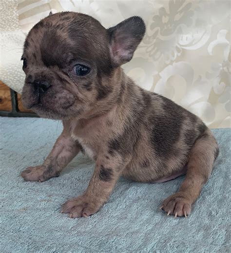 Male Fawn Merle French Bulldog: Fievel-Sold - The French Bulldog