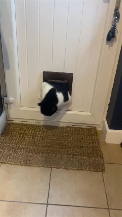 Fat Cat Struggles to Squeeze Through Cat Door