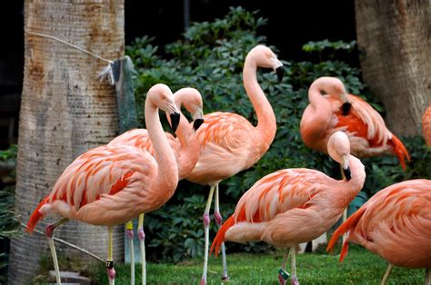 https://flic.kr/p/Vw4KBf | 02-017 Flamingos | The flamingo habitat at ...