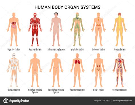 Sistemas De Rganos Del Cuerpo Humano Poster Vector De Stock Por