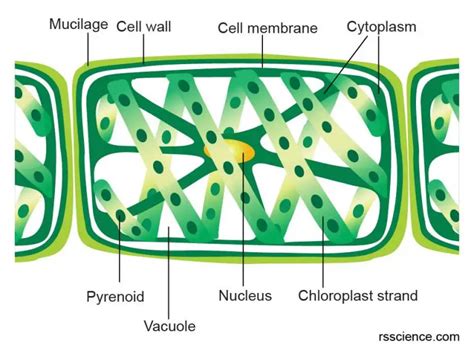 Green Algae Rs Science