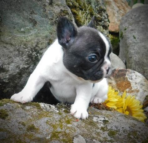 French Bulldog Puppy for Sale - Adoption, Rescue for Sale in Yelm ...