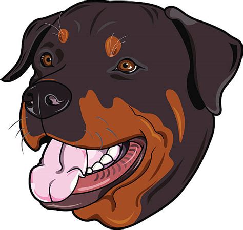 Best Rottweiler Illustrations Royalty Free Vector Graphics And Clip Art