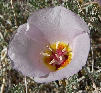 Calochortus from multiple nurseries on Plant Lust