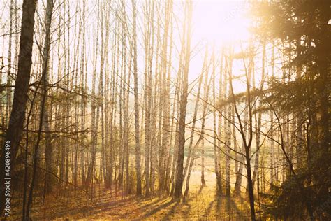 Sunlit forest with bare trees Stock Photo | Adobe Stock