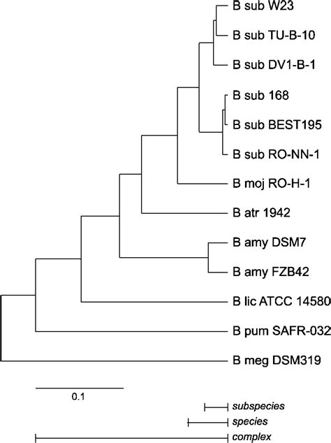 Phylogeny Of 12 Strains From The B Subtilis Species Complex