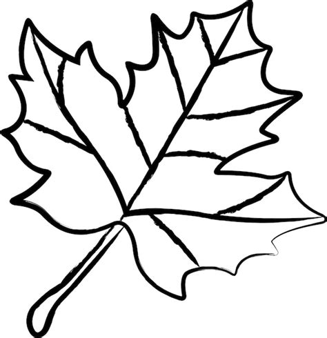 Premium Vector Maple Leaf Hand Drawn Vector Illustration