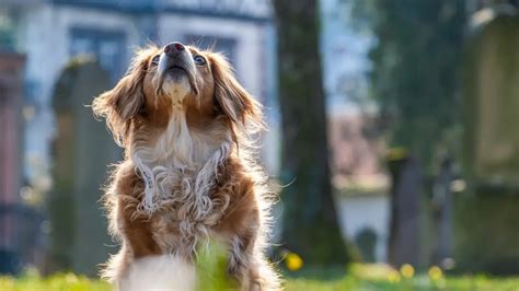 Turqu A Estudia Sacrificar A Millones De Perros Callejeros Si No Se