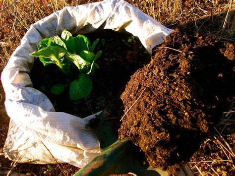 10 Pasos Para Cultivar Patatas En Macetas O Sacos Consejos Happy Flower