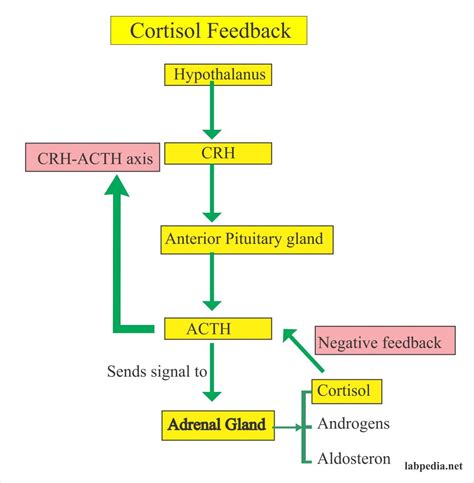 Cortisol Suppression Test (Dexamethasone Suppression) (ACTH suppression ...