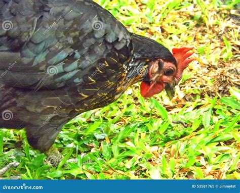 Red junglefowl hen stock image. Image of insect, wildlife - 53581765