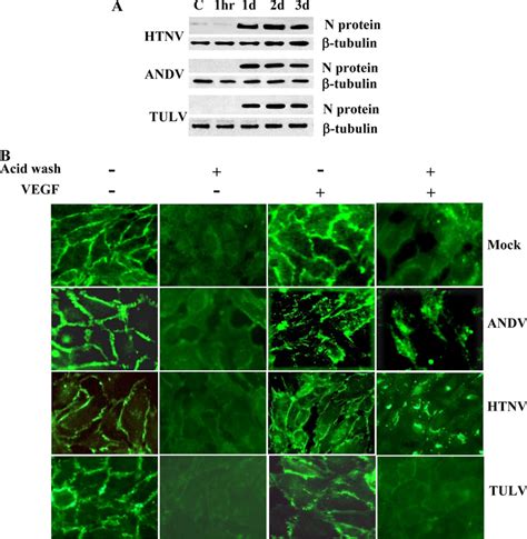 Pathogenic Hantaviruses Promote Ve Cadherin Internalization Huvecs