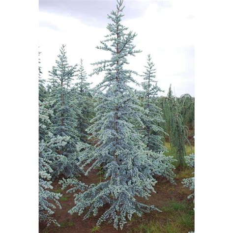 Dwarf Blue Atlas Cedar